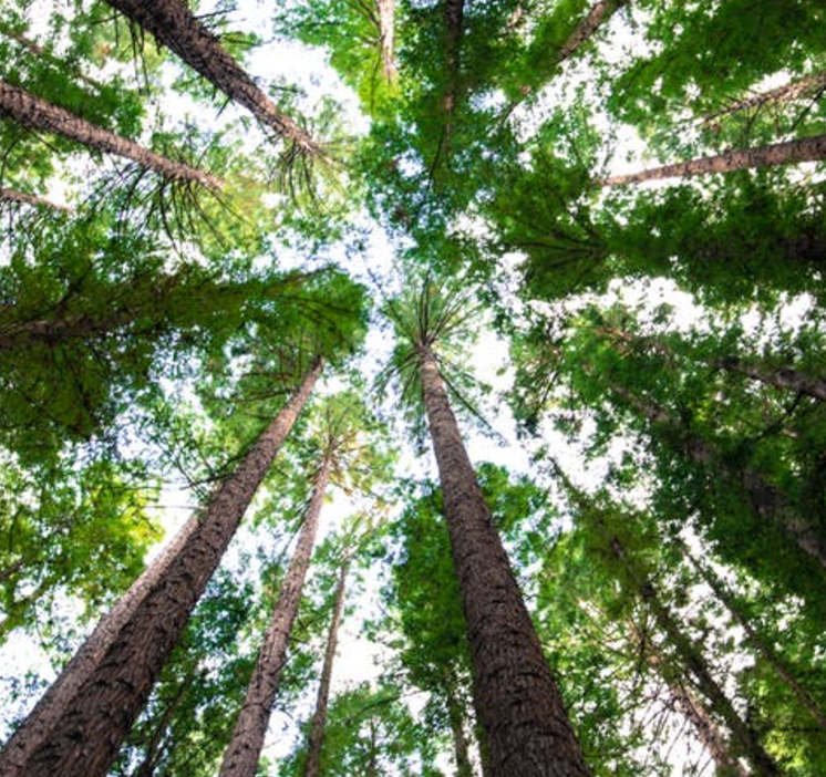 tree.png