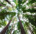 tree.png