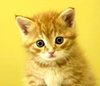 kitty.png