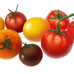 TomatoSteve