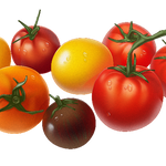TomatoSteve