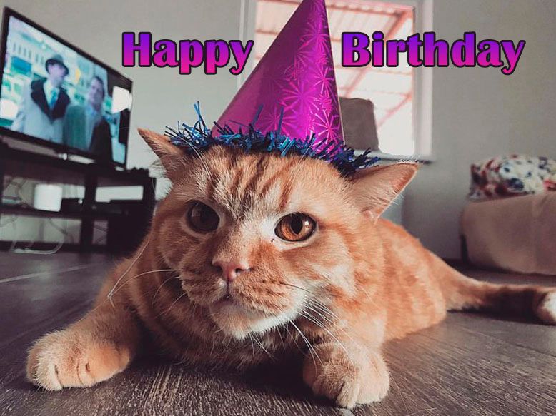 happy-birthday-cat-greeting-card-22.jpg