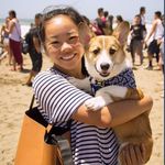 corgi.jpg
