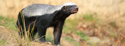 599-safari-wildlife-guide-honey-badger.as