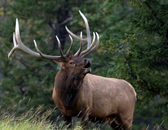 BullElk1.jpg
