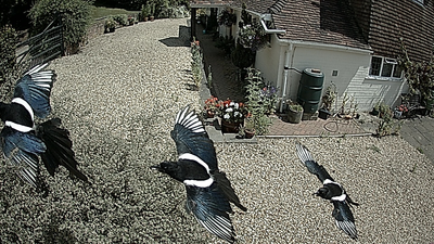 Majestic Magpies. Courtesy of George Bentinck