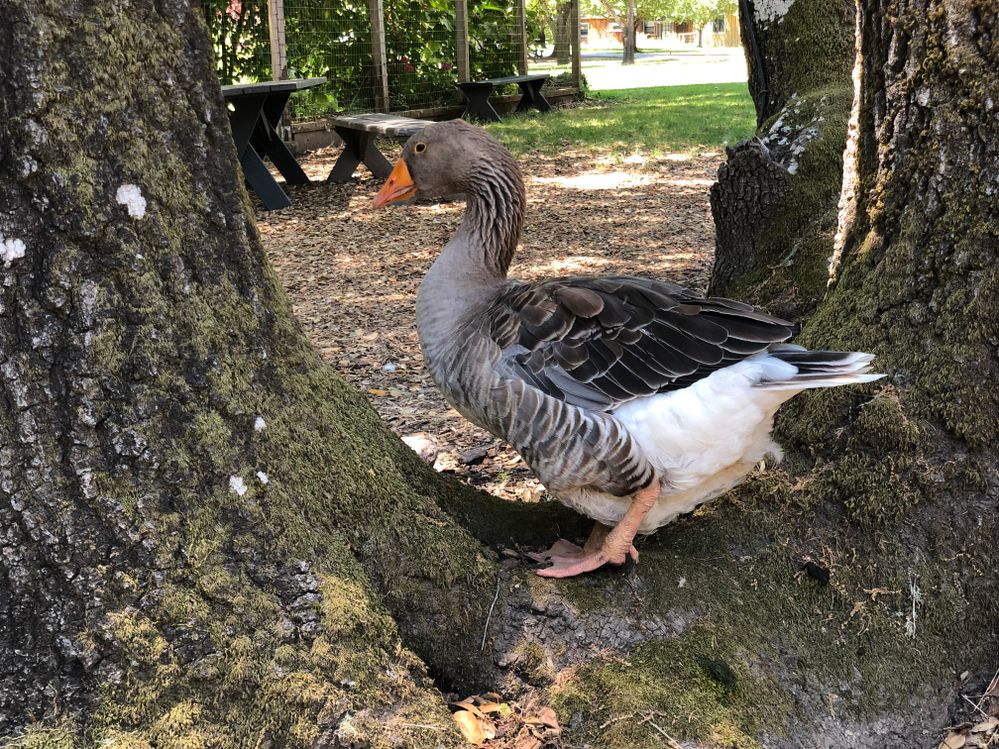I’ll see your alpaca and raise you a goose.