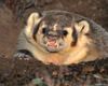 angry-badger_lg.jpg