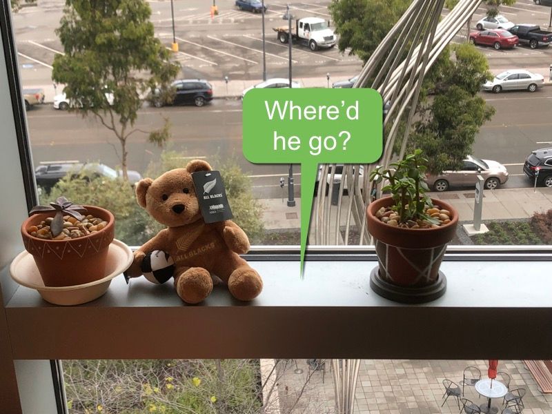 IMG_3522.JPG All Blacks bear is lonely!